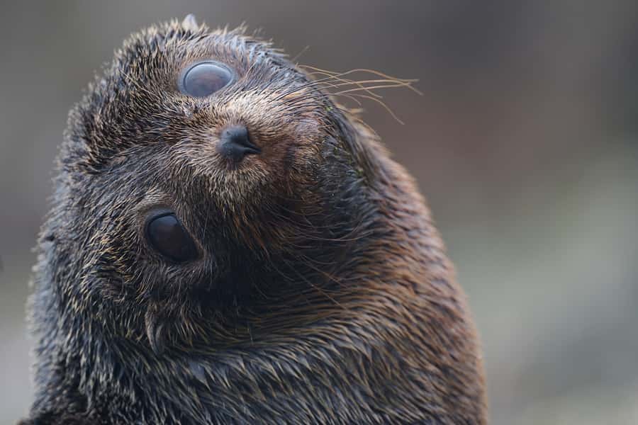 Dunedin: Otago Peninsula Clearwater Wildlife Tour - Key points to know before booking