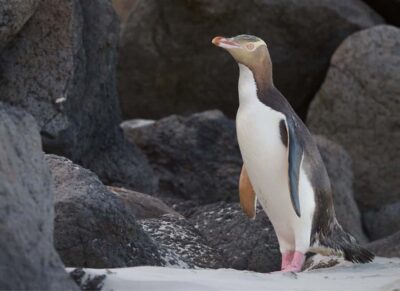 Otago Peninsula Clearwater Wildlife Tour