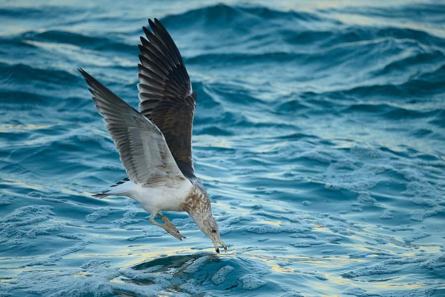 Dunedin: Otago Peninsula Clearwater Wildlife Tour - The search for yellow-eyed penguins