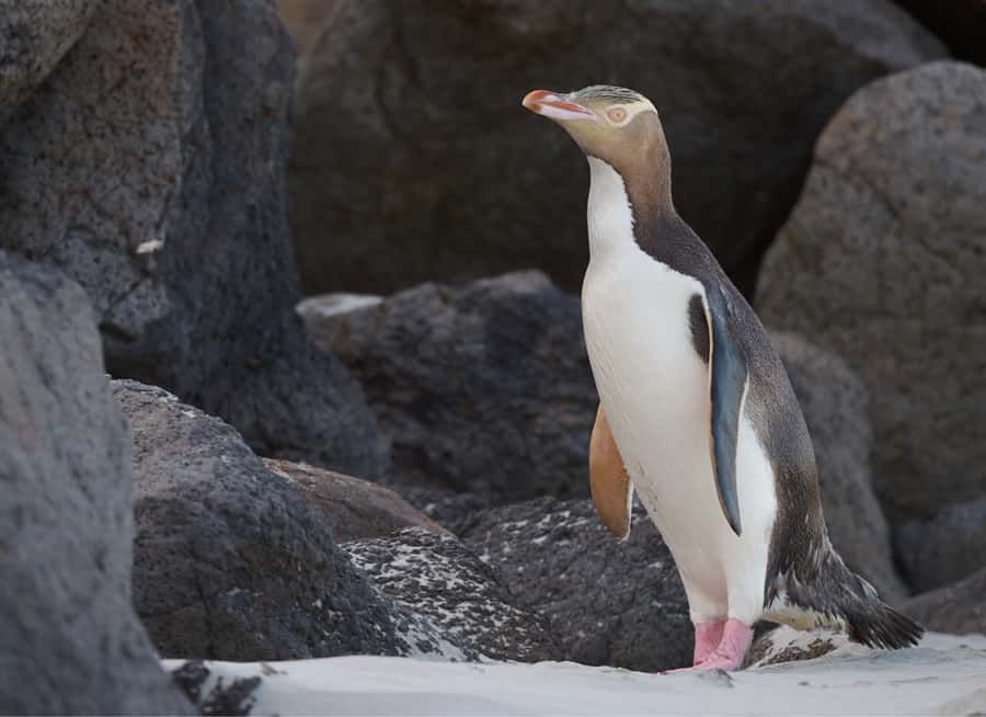 Dunedin: Otago Peninsula Clearwater Wildlife Tour - Entering a six-generation family farm