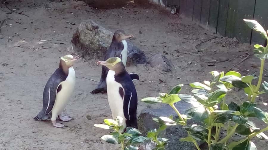 Dunedin: Otago Peninsula with Guided Penguin Reserve Tour - Port Chalmers pickup and a practical cruise-day schedule