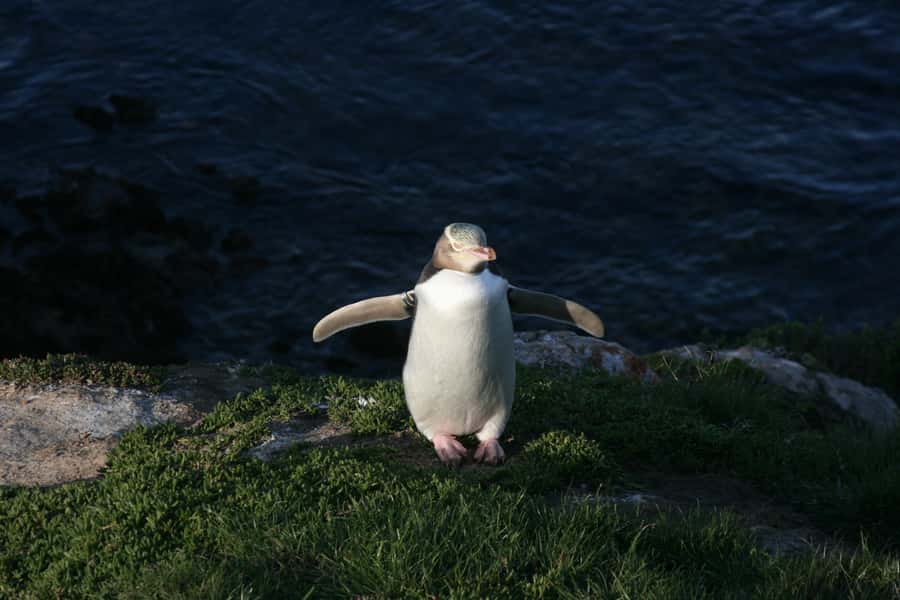 Dunedin: Otago Peninsula with Guided Penguin Reserve Tour - Dunedin Botanic Garden, a calm green pause