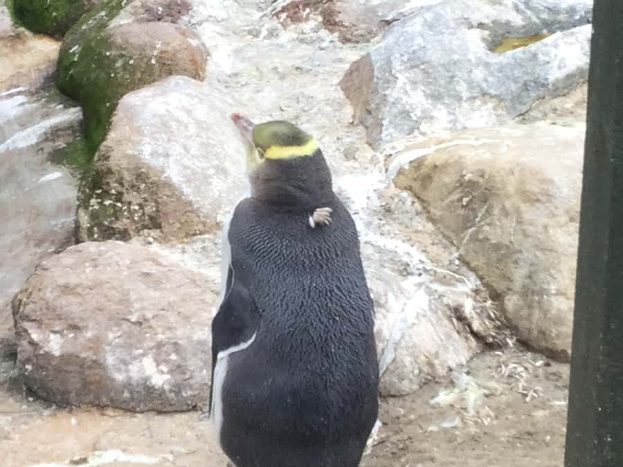 Dunedin: Otago Peninsula with Guided Penguin Reserve Tour - Lunch, transport, and the real value of $191
