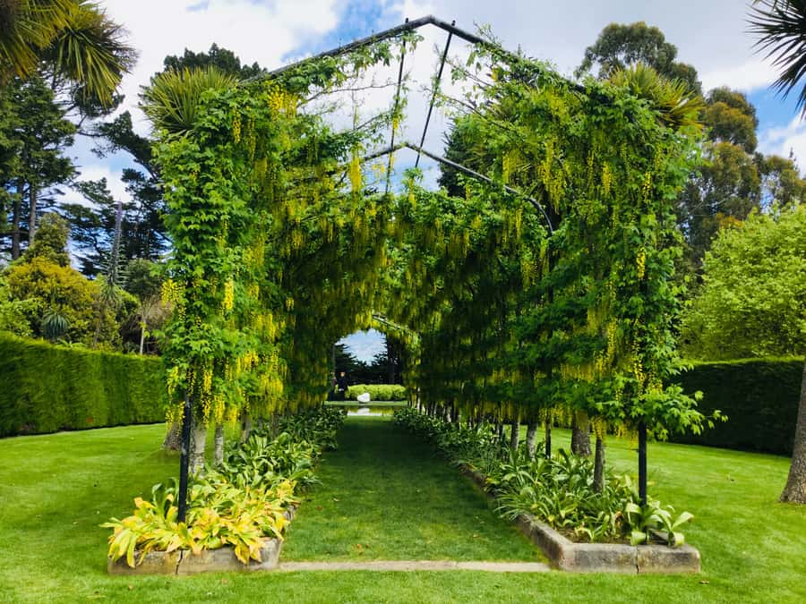 Dunedin: Peninsula with Lanarch Castle gardens & Olveston - Five things to know before you book