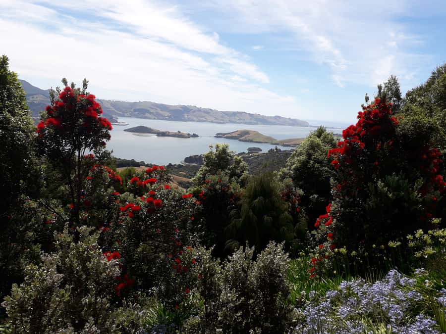 Dunedin: Peninsula with Lanarch Castle gardens & Olveston - Olveston Home: the day’s strongest indoor visit