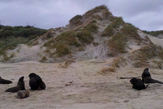 Dunedin Shore Excursion: Small-Group Tour of Dunedin and the Otago Peninsula - Key points to know before you book