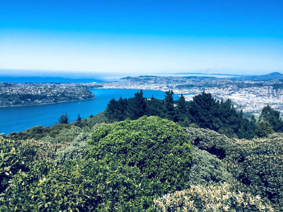 Dunedin: Small Group City Highlights Tour - Key points to know before you book