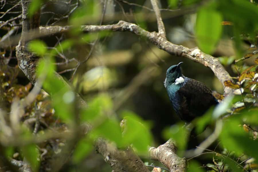 Dunedin: Wildlife and Penguin Tour - Key points to know before you go