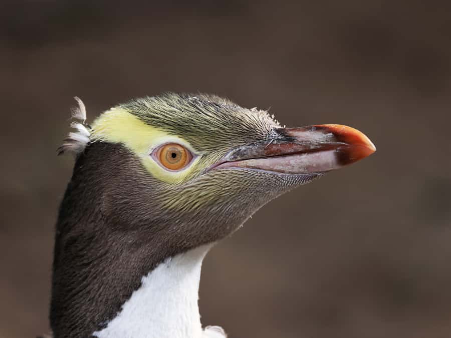 Dunedin: Wildlife and Penguin Tour - Why this Otago Peninsula tour is different