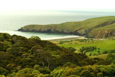 Wildlife and Penguin Tour