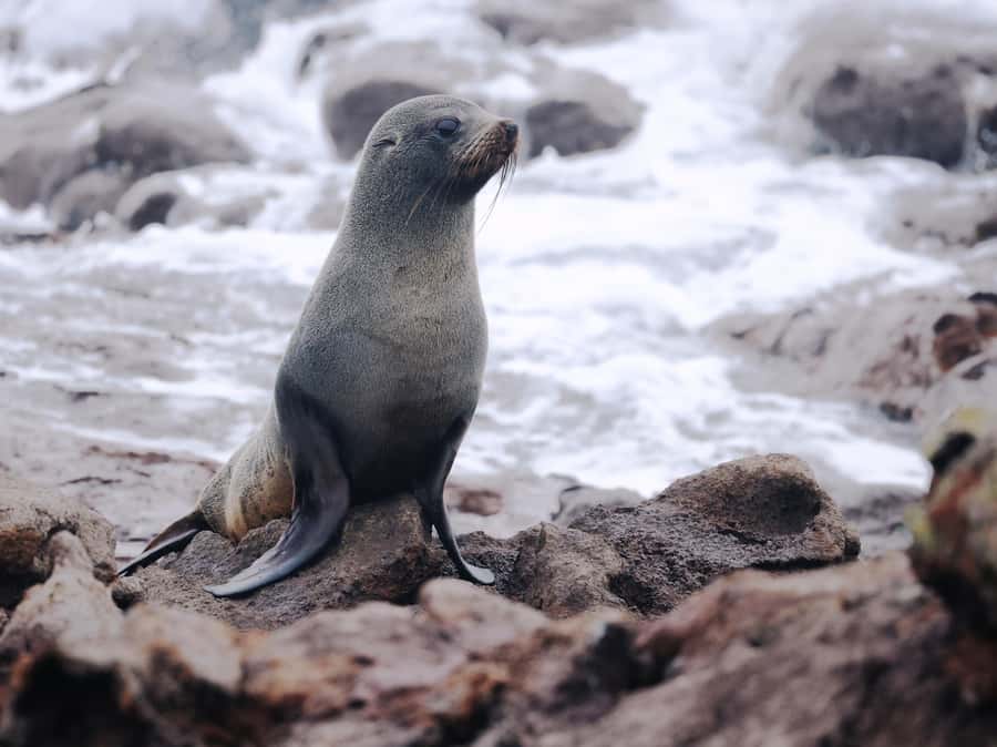Dunedin: Wildlife and Penguin Tour - The 2-kilometre nature walk is the heart of the visit