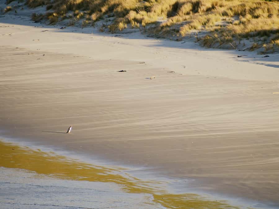 Dunedin: Wildlife and Penguin Tour - What the guides add to the experience