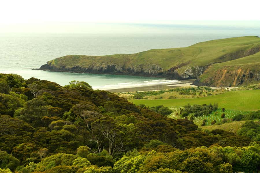Dunedin: Wildlife and Penguin Tour - Starting at 45 Pakihau Road