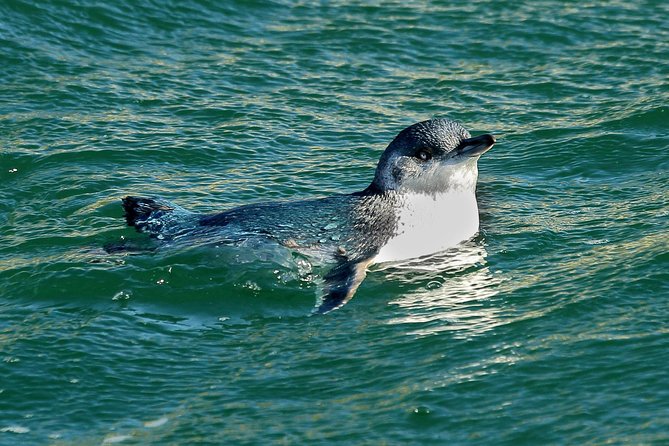 Dunedin Wildlife Cruise-Albatross, seals and harbour - Otago Peninsula wildlife: what you may see