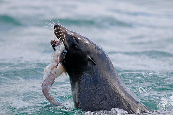 Dunedin Wildlife Cruise-Albatross, seals and harbour - Taiaroa Head by boat