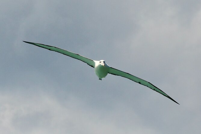 Dunedin Wildlife Cruise-Albatross, seals and harbour - The guide makes the small boat work
