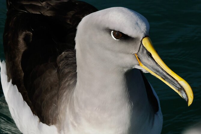 Dunedin Wildlife Cruise-Albatross, seals and harbour - Is $105.50 fair value?