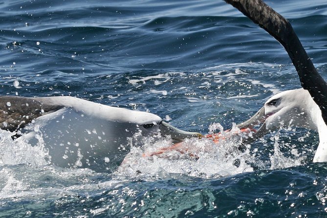 Dunedin Wildlife Cruise-Albatross, seals and harbour - Boarding at Port Chalmers or Portobello