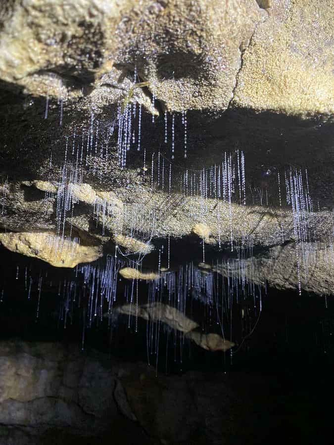 Ex Auckland Spellbound Glowworm & Cave Explorer Private Tour - Should you book the Spellbound Glowworm Cave tour?