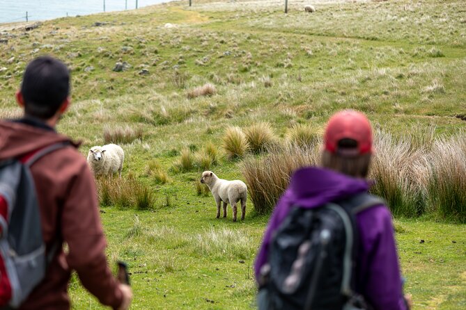 Explore Godley Head, Lyttelton & Christchurch (Small Group Tour) - How the small group changes the day