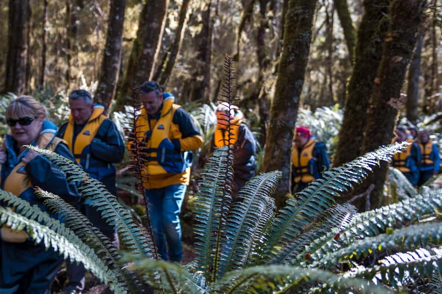 Fiordland: Jet Boat & Nature Walk Experience from Te Anau - The 15-minute walk through ancient forest