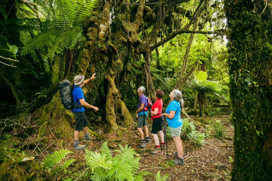 Fox Glacier: Half Day Walking & Nature Tour with Local Guide - Rain, equipment, and what to pack