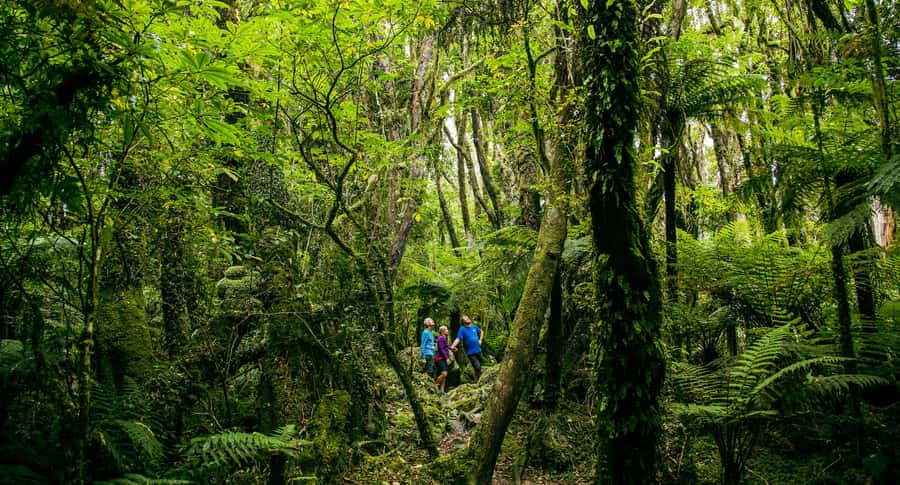 Fox Glacier: Half Day Walking & Nature Tour with Local Guide - The afternoon drive from Franz Josef to Fox Glacier