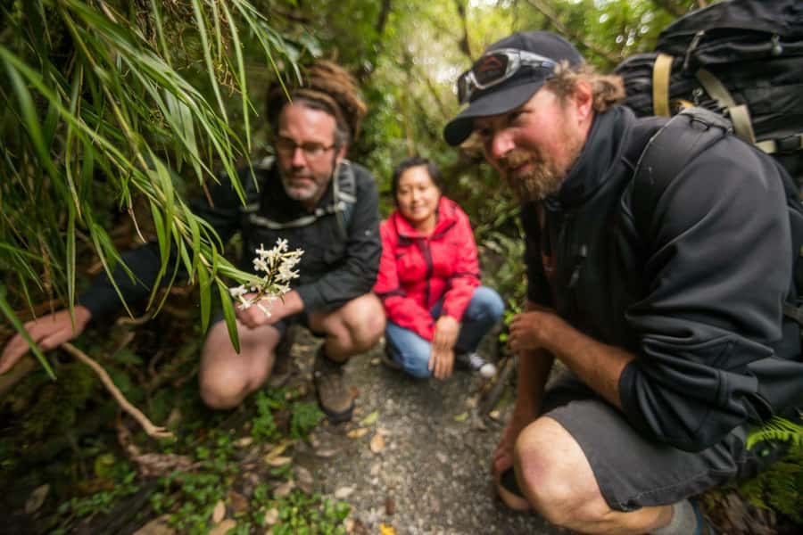 Franz Josef: Franz Josef Glacier Lookout Guided Walk - Why the guides make the difference