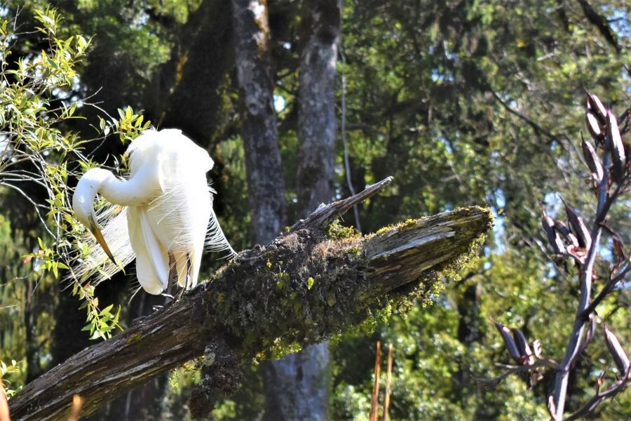 Franz Josef Glacier: 2-Hour Scenic Lake Mapourika Cruise - Birdwatching without a checklist
