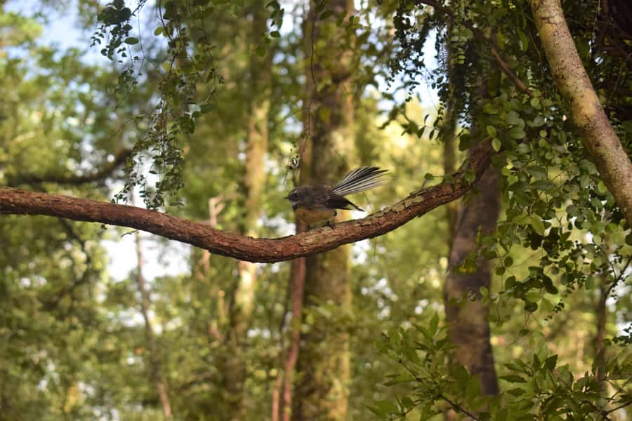 Franz Josef: Kayak & Walking Tour to Okarito Kiwi Sanctuary - Walking beneath kahikatea and rimu trees