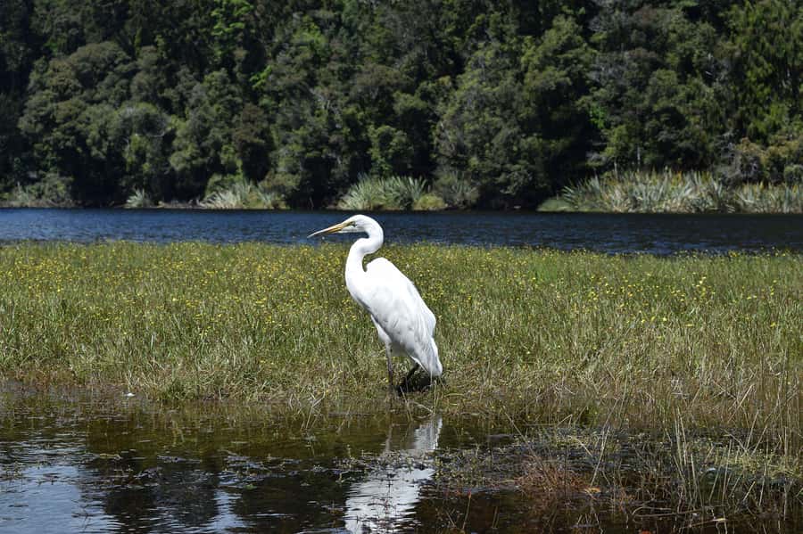 Franz Josef: Kayak & Walking Tour to Okarito Kiwi Sanctuary - What to wear and pack for changing weather