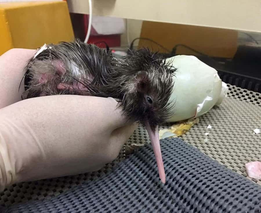 Franz Josef: Kiwi VIP Backstage Pass Tour -Booking Essential - Why this small wildlife centre matters in Franz Josef