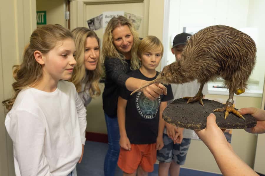 Franz Josef: Kiwi VIP Backstage Pass Tour -Booking Essential - What happens behind the kiwi doors