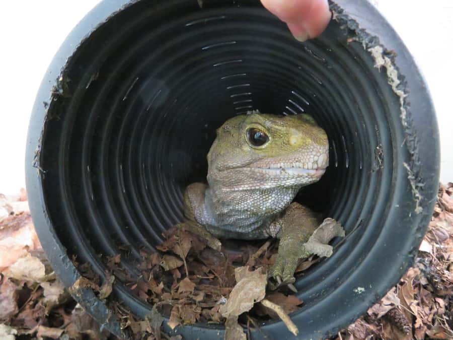 Franz Josef: Kiwi VIP Backstage Pass Tour -Booking Essential - The Tuatara Encounter adds a second story
