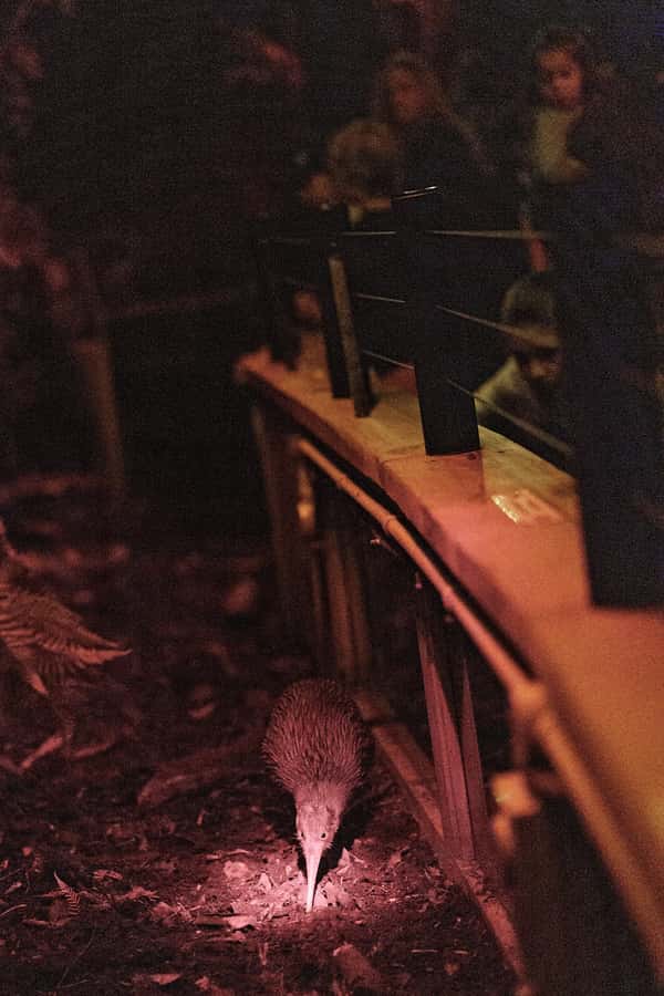 Franz Josef: West Coast Wildlife Centre Entry Ticket -48 hrs - Tuatara: a quiet meeting with an ancient survivor