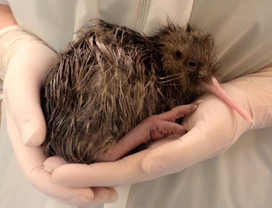 Franz Josef: West Coast Wildlife Centre Entry Ticket -48 hrs - Practical details for a smoother visit