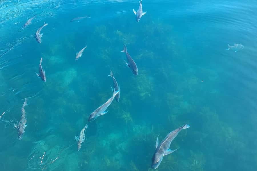 From Auckland: ALDERMAN ISLANDS (Ruamaahu) Day Trip - Lunch near the marina and the return to Auckland