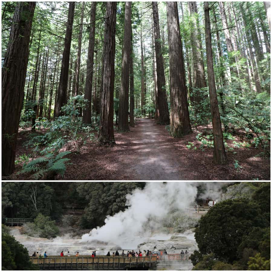 From Auckland: Day Trip to Rotorua with Optional extras - Auckland pickup without a long hotel crawl