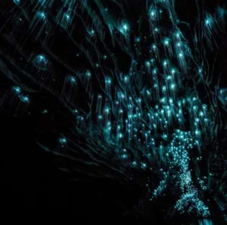 From Auckland: Day Trip to Waitomo Glow Worm Caves - Walking into the Waitomo Glowworm Cave