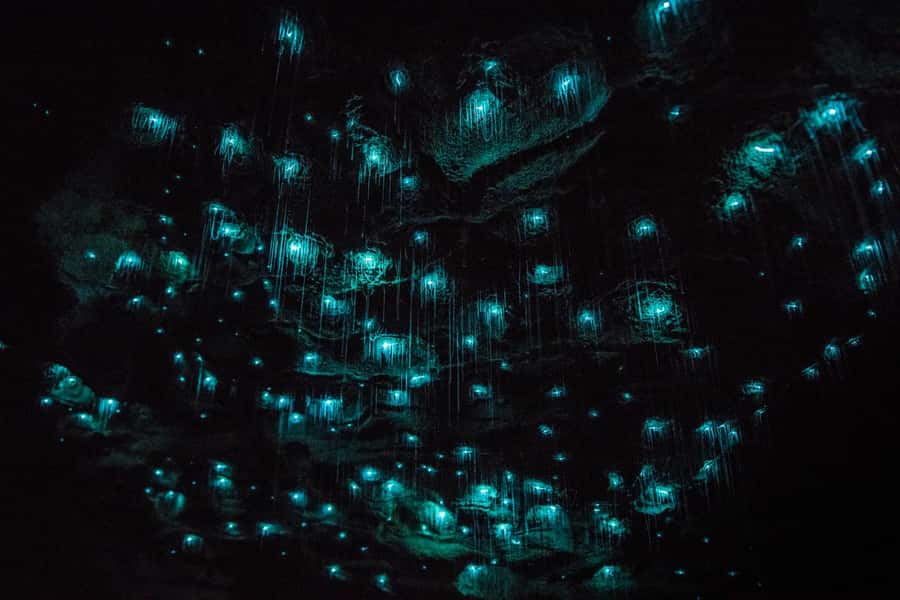 From Auckland: Day Trip to Waitomo Glow Worm Caves - Guide quality can shape the whole day