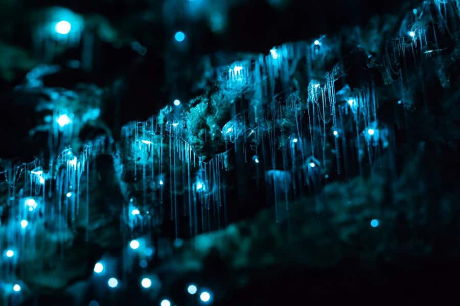 From Auckland: Hobbiton & Waitomo Caves Full-Day Trip - What makes the guide so important