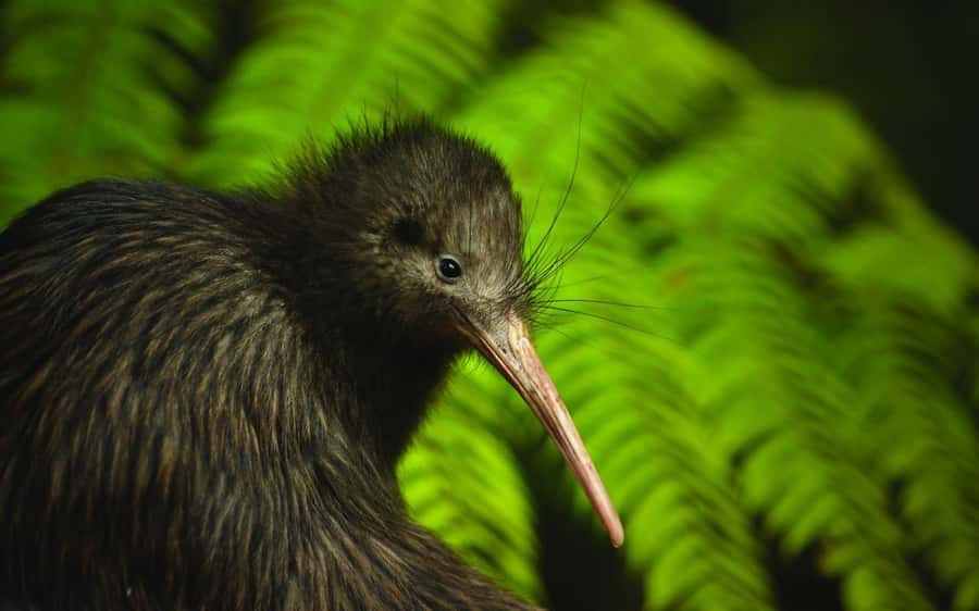 From Auckland: Kiwi Bird Encounter & 3-Course Dinner Tour - Entering Tāwharanui after sunset