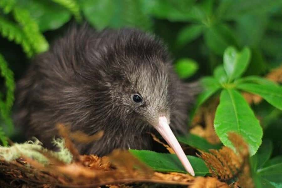 From Auckland: Kiwi Bird Encounter & 3-Course Dinner Tour - What $567 per person really covers