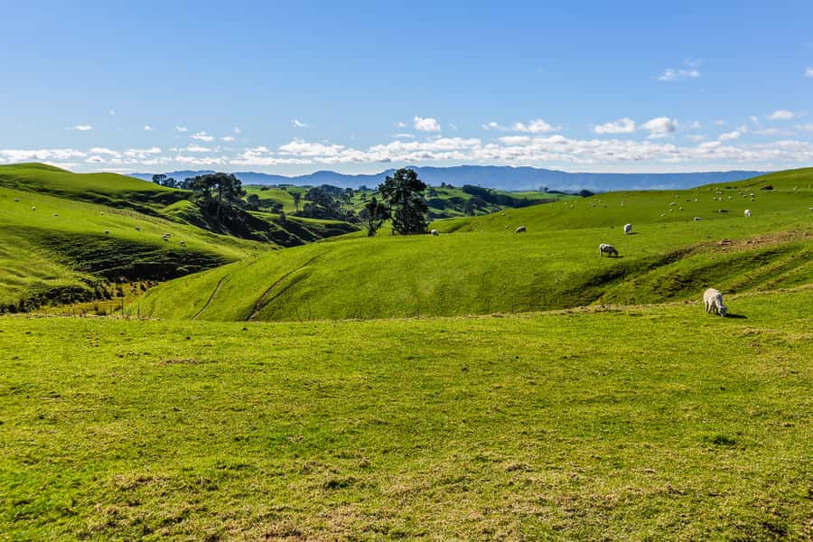From Auckland or Rotorua: Hobbiton & Waitomo Tour with Lunch - Practical advice for a smoother day