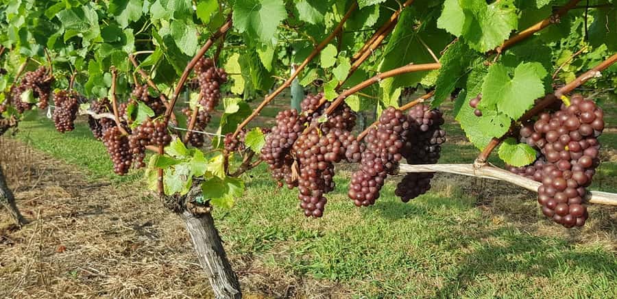 From Auckland: Small Group Kumeu Wine Tour with Lunch - Why Kumeu makes a good wine escape from Auckland