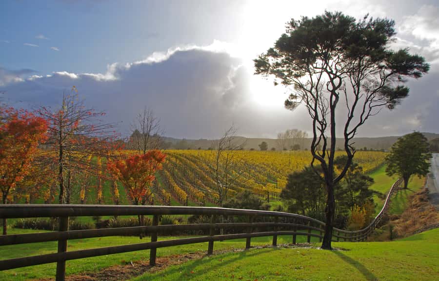 From Auckland: Small Group Kumeu Wine Tour with Lunch - Soljans begins the tasting day
