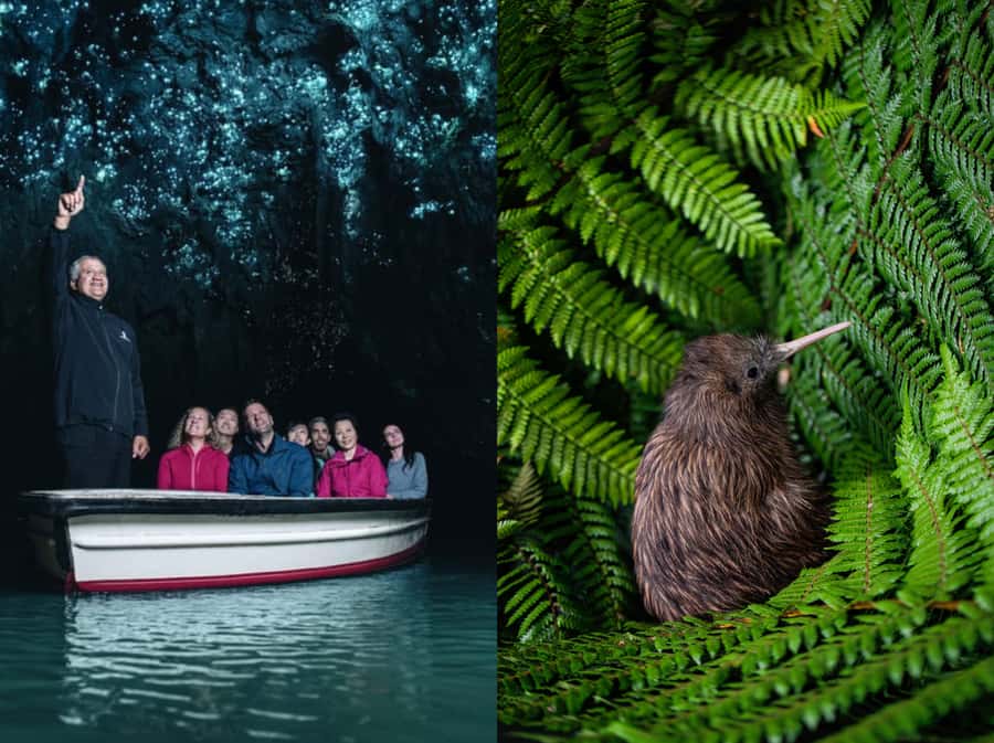 From Auckland: Waitomo Caves and Kiwi House Group Tour - Key points to know before you book