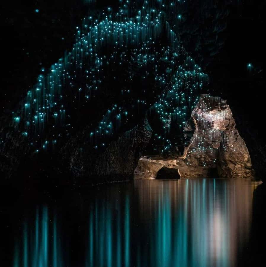 From Auckland: Waitomo Caves and Kiwi House Group Tour - Is $209 a fair price?
