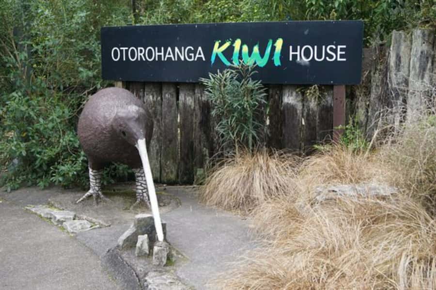 From Auckland: Waitomo Caves and Kiwi House Group Tour - Should you book this Waitomo and Kiwi House tour?