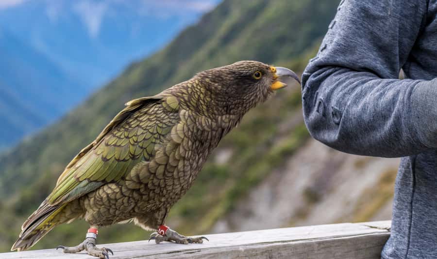 From Christchurch: Arthur's Pass with TranzAlpine & Lunch - Five things to know before you book